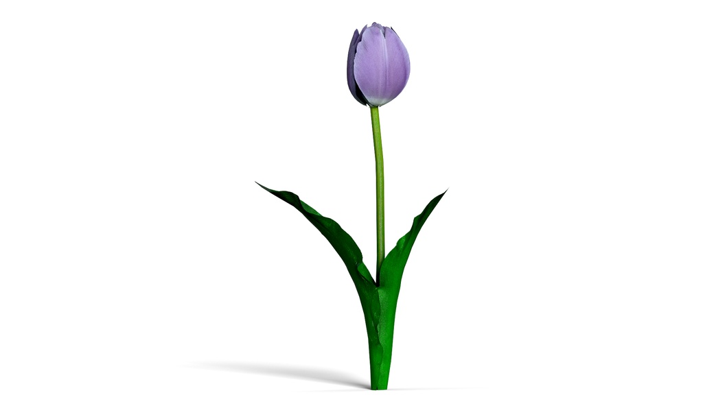 8k Game Ready Realistic 4 Color Tulip チューリップ3D Pack
