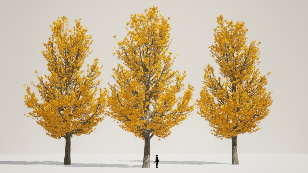 5本のリアルなイチョウ3Dデータパック