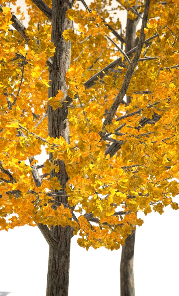 5本のリアルなイチョウ3Dデータパック