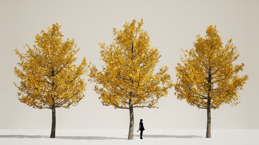 5本のリアルなイチョウ3Dデータパック