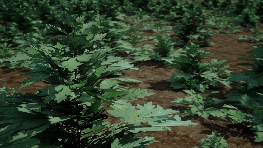 リアルな韓国産ヨモギ5種 植物 3Dモデル