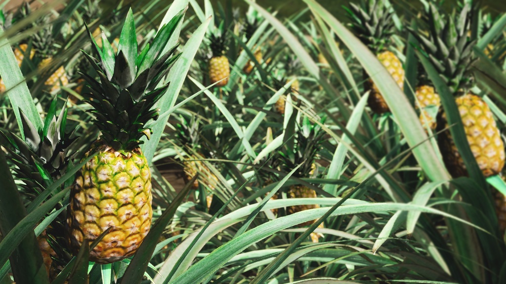 リアルなパイナップルの木 3Dモデル データパック