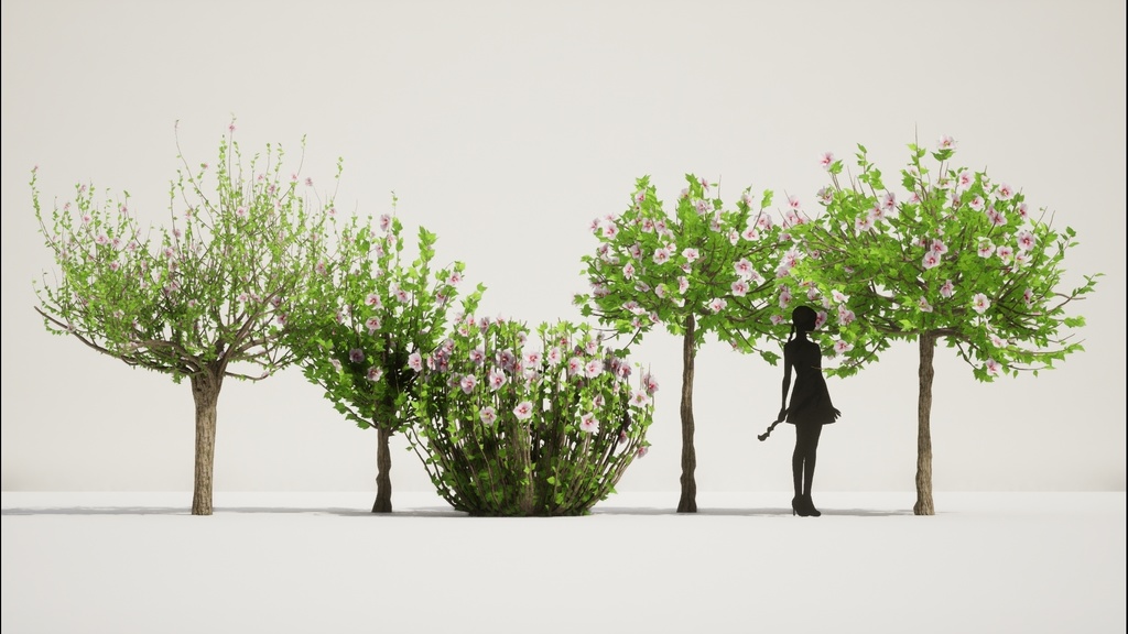 韓国ムグンファ(無窮花) 3Dパック