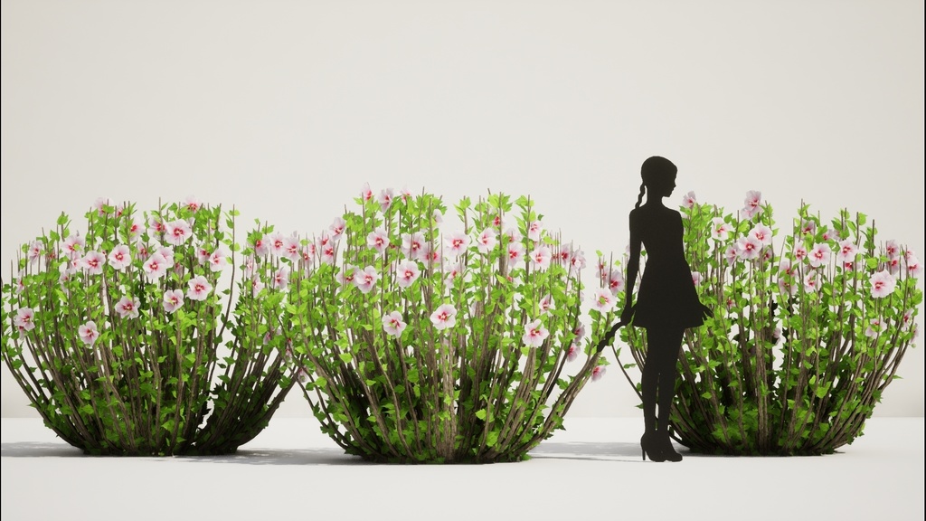 韓国ムグンファ(無窮花) 3Dパック