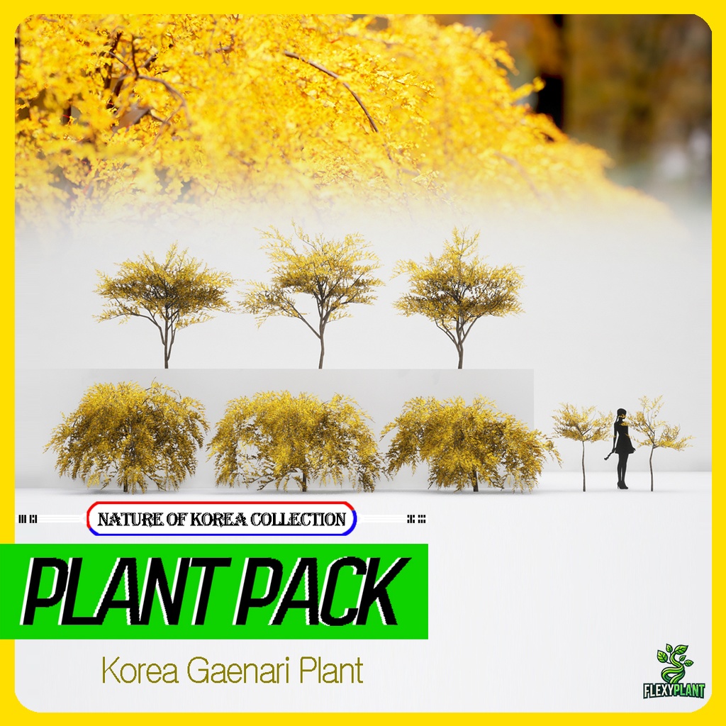 韓国の春, レンギョウ 3D Pack
