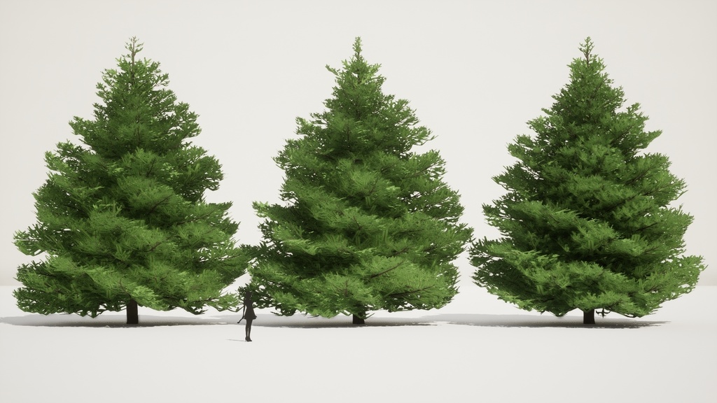 自然のクリスマスツリー、チョウセンシラベの3D Modelパック