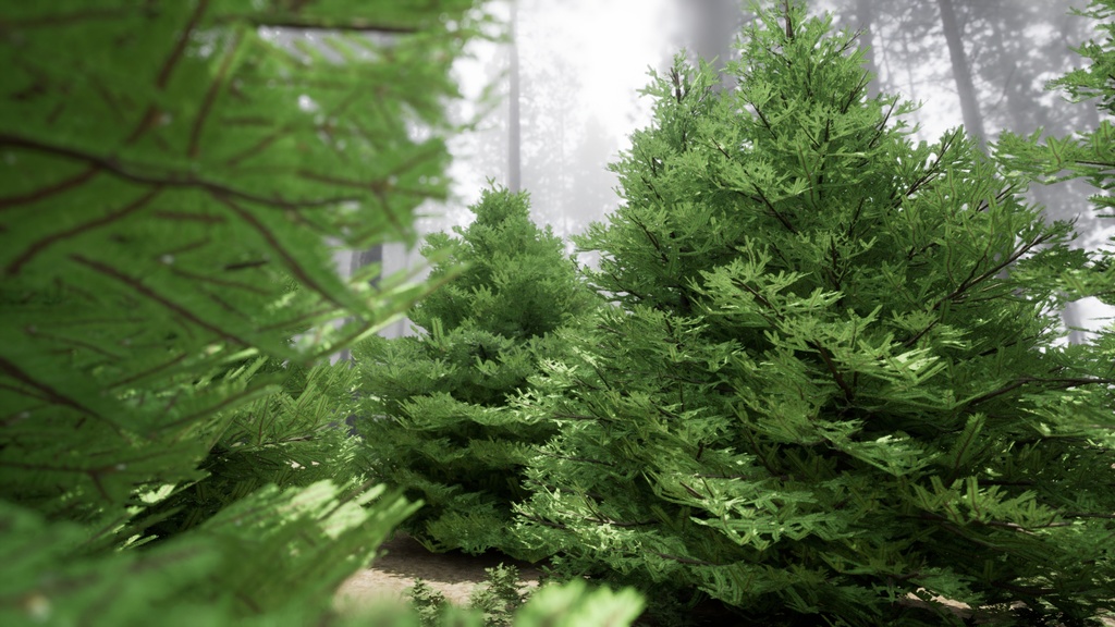 自然のクリスマスツリー、チョウセンシラベの3D Modelパック