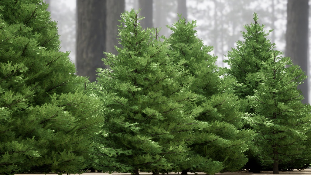 自然のクリスマスツリー、チョウセンシラベの3D Modelパック