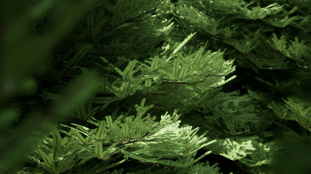 自然のクリスマスツリー、チョウセンシラベの3D Modelパック