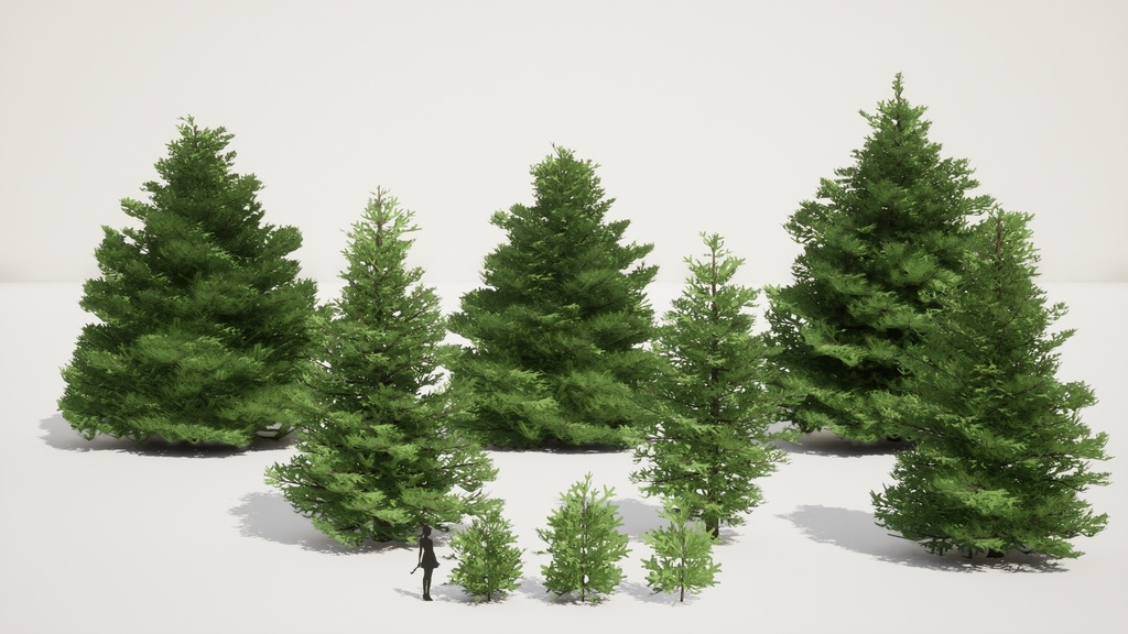 自然のクリスマスツリー、チョウセンシラベの3D Modelパック