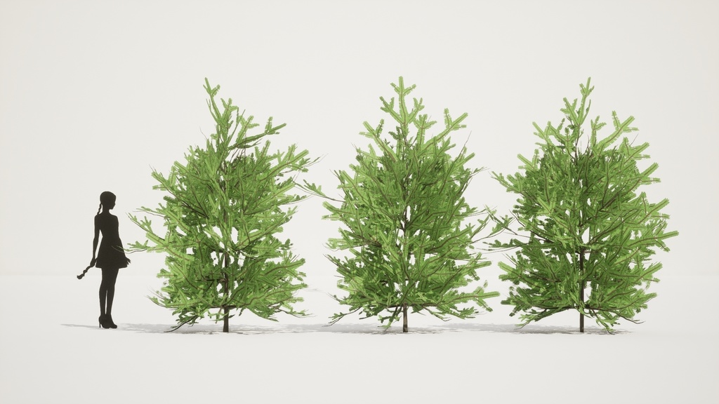 自然のクリスマスツリー、チョウセンシラベの3D Modelパック