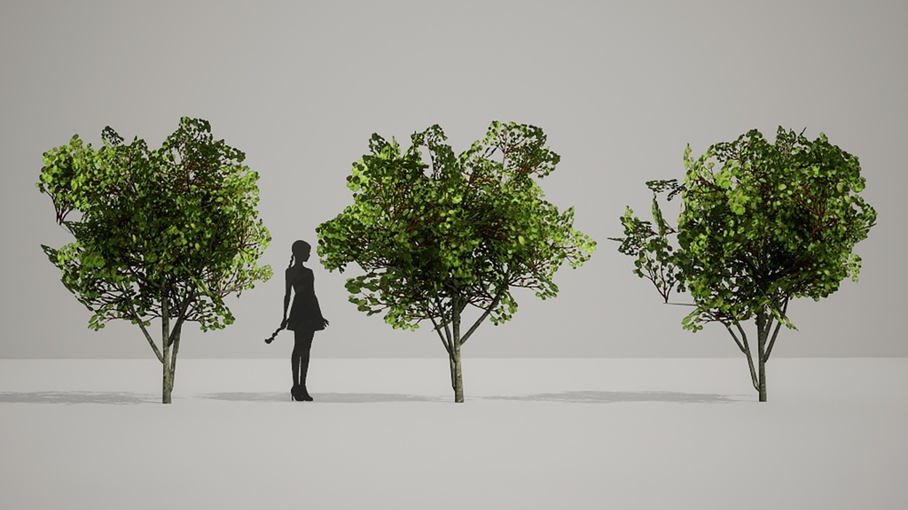 5種類のユニークな韓国カエデの木 II エイサー・タケシメンセ II LOD