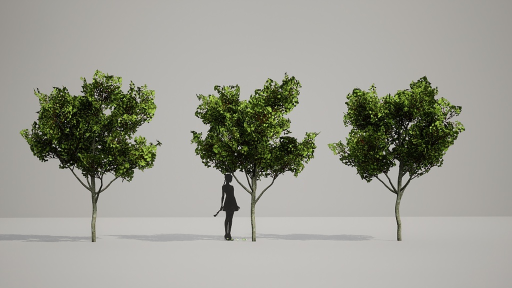 5種類のユニークな韓国カエデの木 II エイサー・タケシメンセ II LOD