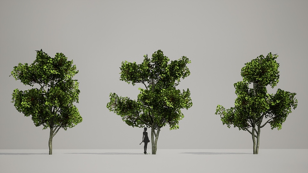 5種類のユニークな韓国カエデの木 II エイサー・タケシメンセ II LOD