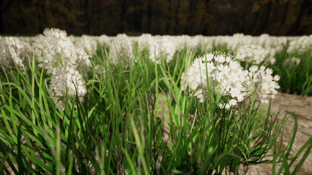 5種類のヨーロッパ野の花、Allium Denudatum II LOD