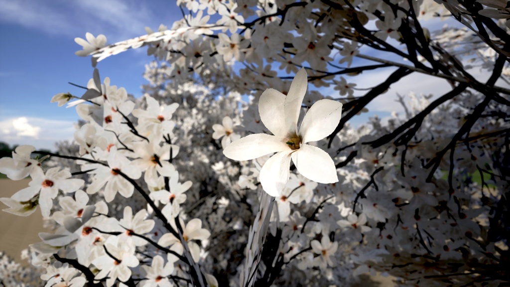 4本 コブシ(辛夷)の木 3Dモデル II ゲーム用最適化 II LOD