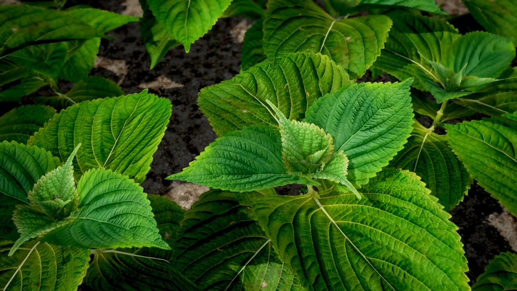 4種類のエゴマの葉の植物パック