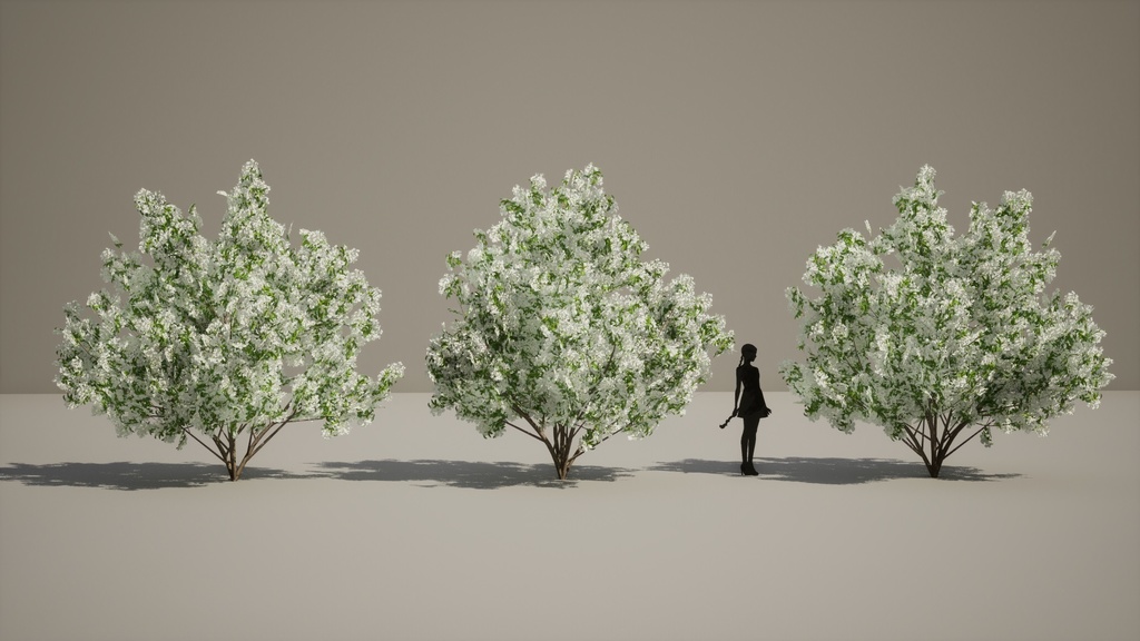 春の輝き:満開イパンナム