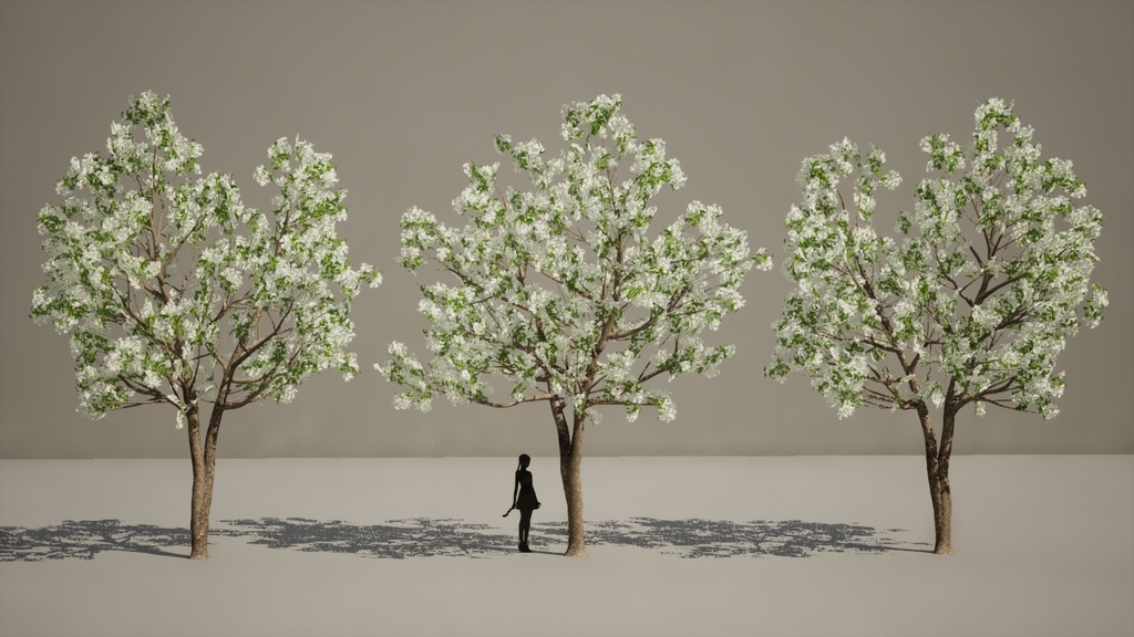 春の輝き:満開イパンナム