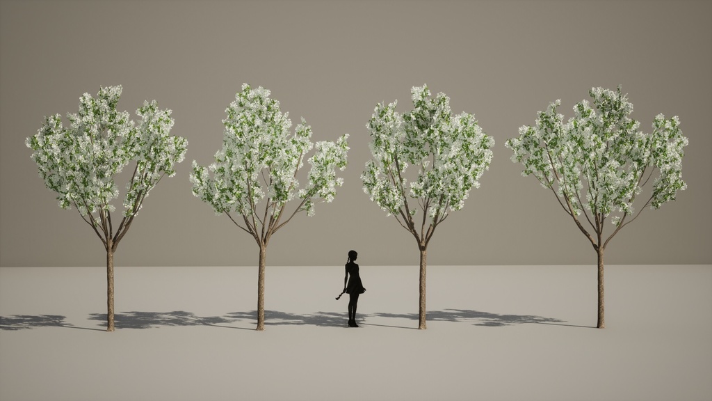 春の輝き:満開イパンナム