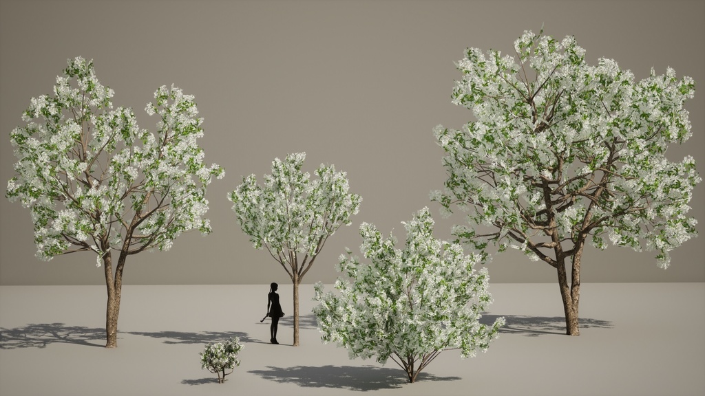 春の輝き:満開イパンナム