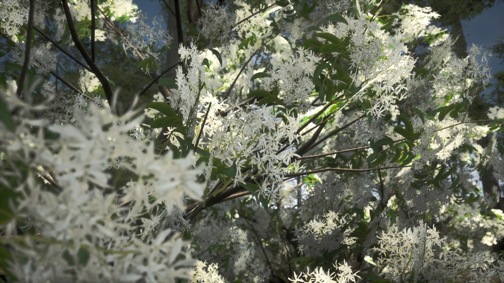 春の輝き:満開イパンナム