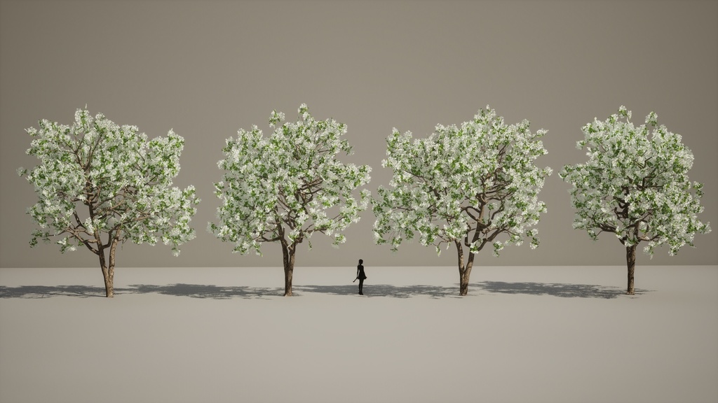 春の輝き:満開イパンナム