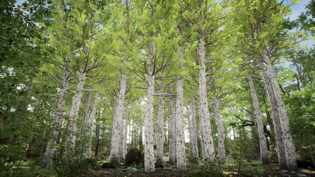 韓国の自然美を再現:5 チョウセンヤマナラシ PACK