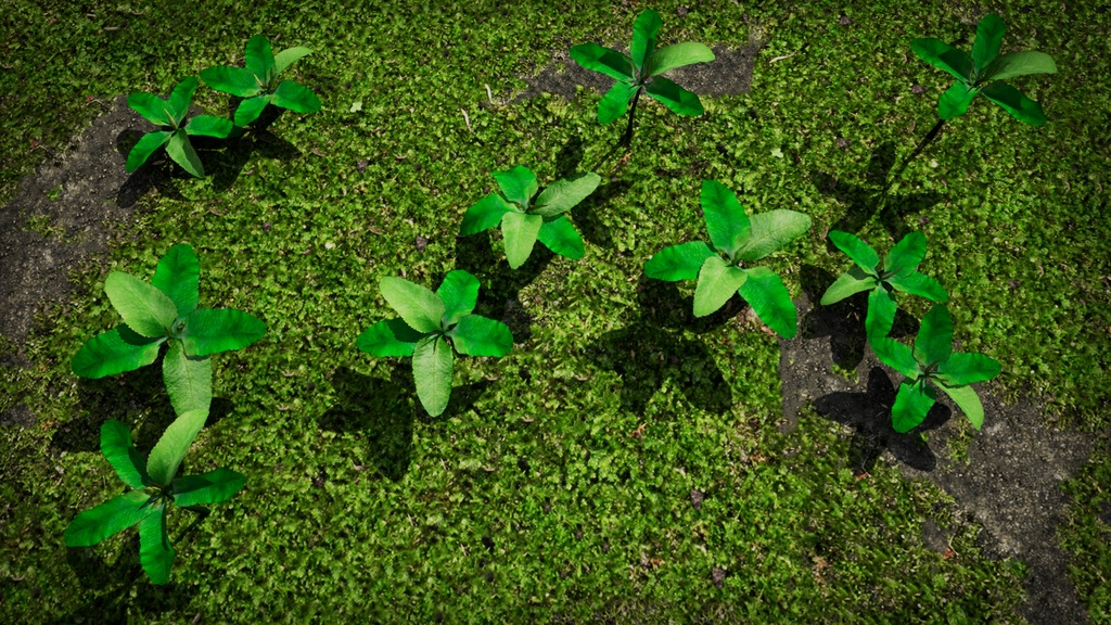 幻の絶滅危惧種:済州島のマンキュア 3Dモデル