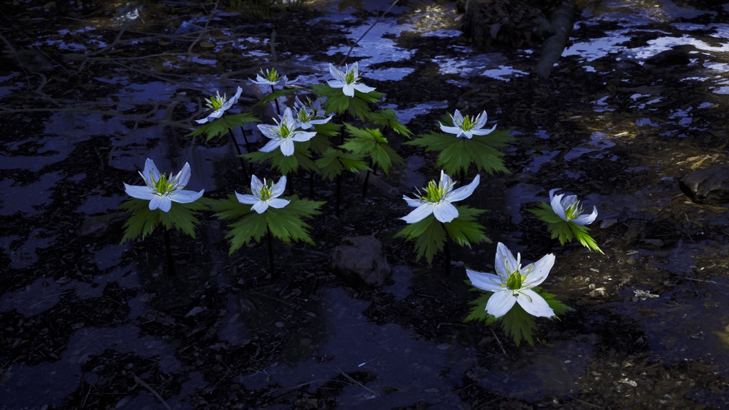 幻の花、モデミプル:韓国固有種の3Dデータ