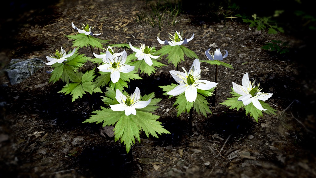 幻の花、モデミプル:韓国固有種の3Dデータ