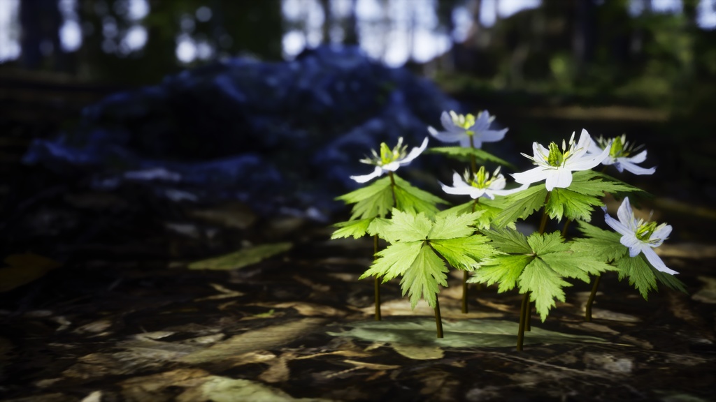 幻の花、モデミプル:韓国固有種の3Dデータ