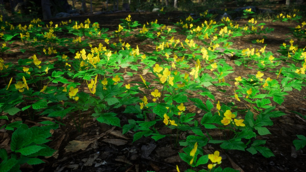 韓国の宝石、黄色い花 マミプル
