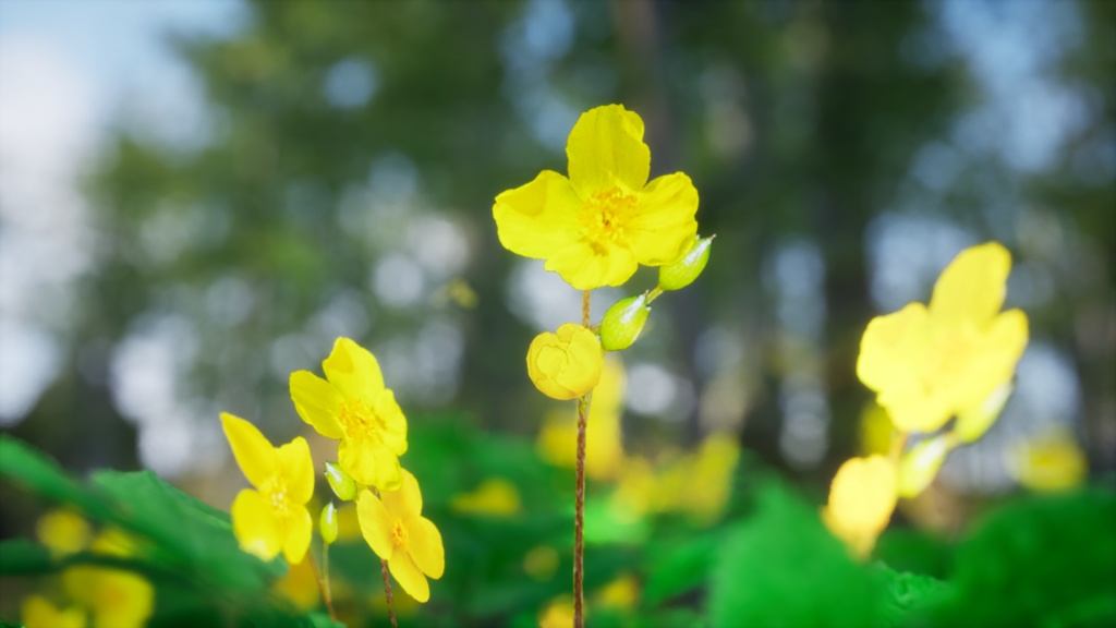 韓国の宝石、黄色い花 マミプル
