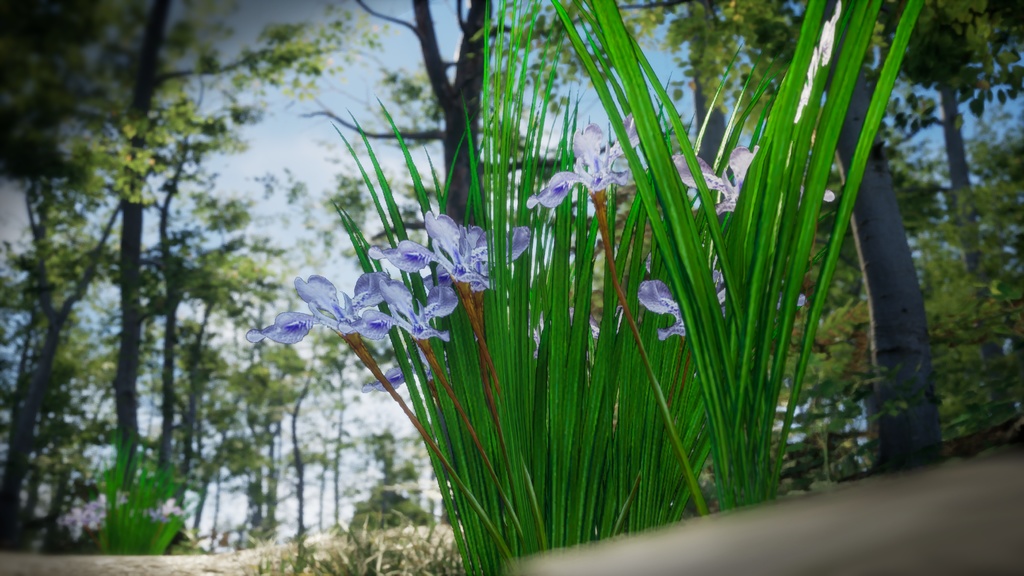 雪のように純粋な白花アヤメ