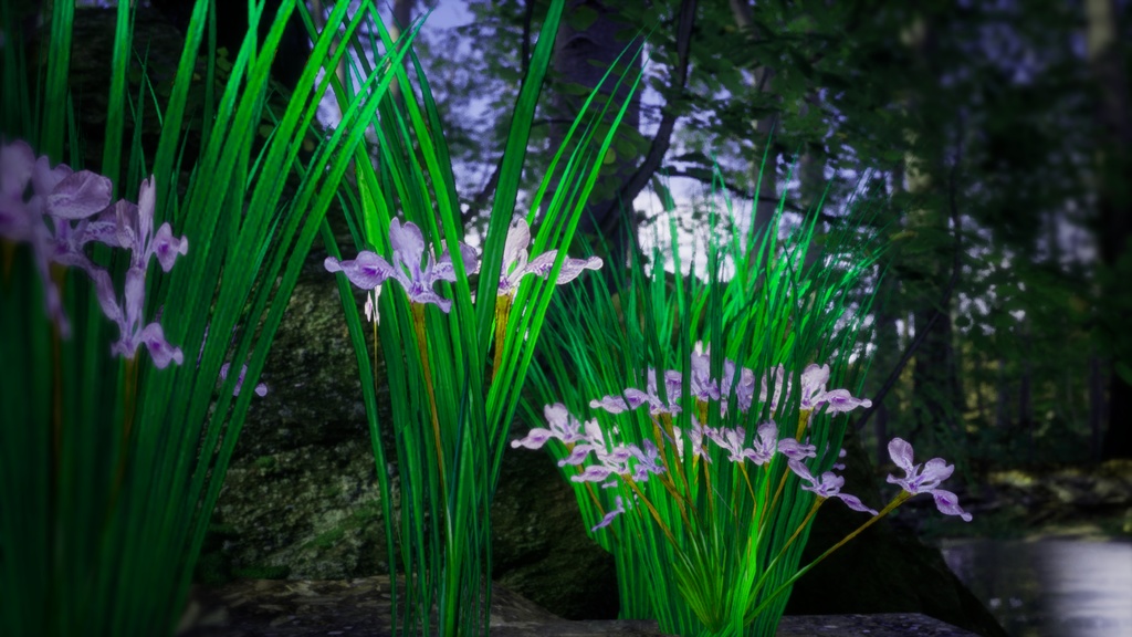雪のように純粋な白花アヤメ