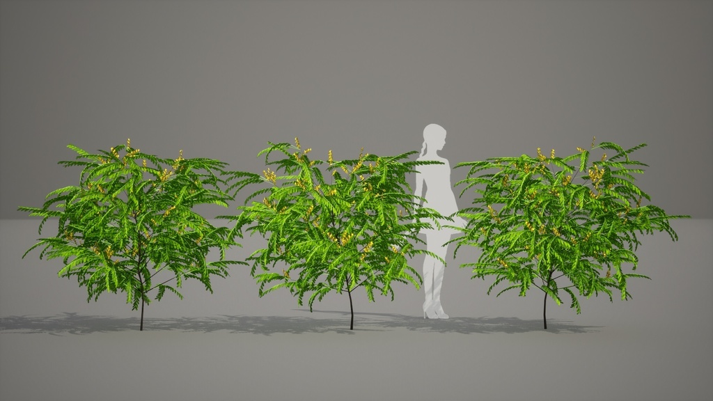 韓国の黄金の宝石、カイネサム