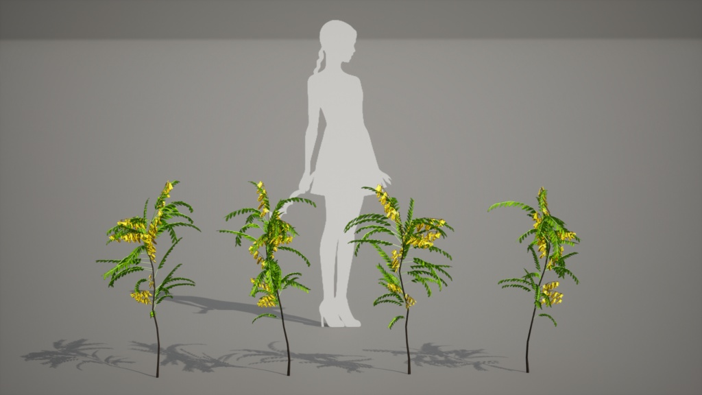 韓国の黄金の宝石、カイネサム