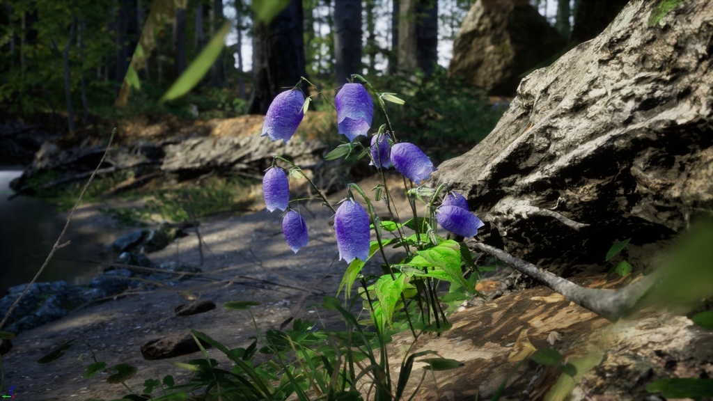 神秘の青紫の鐘、金剛チョロンバナ