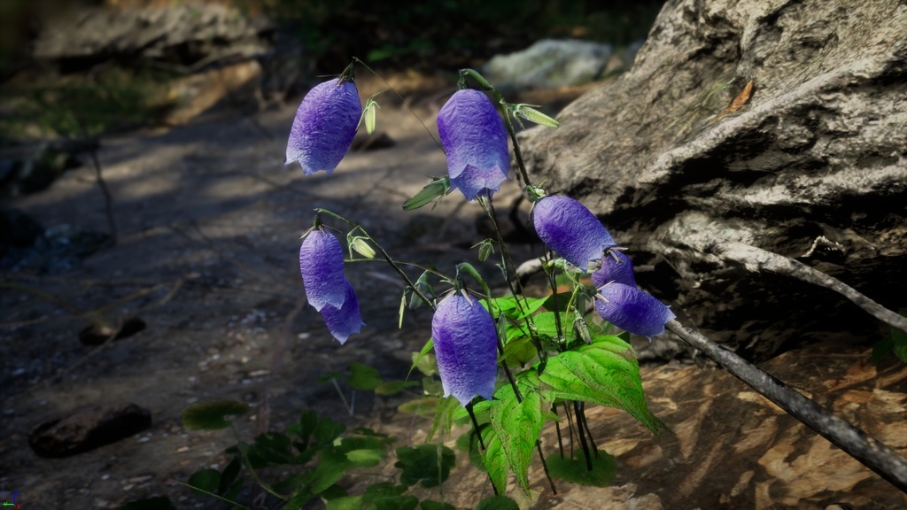 神秘の青紫の鐘、金剛チョロンバナ