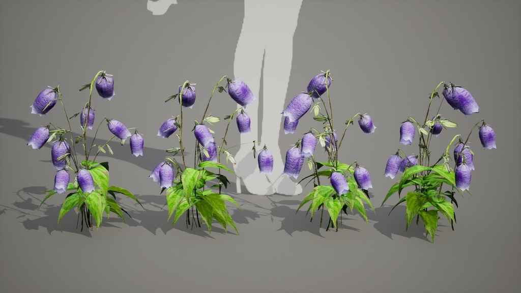 神秘の青紫の鐘、金剛チョロンバナ