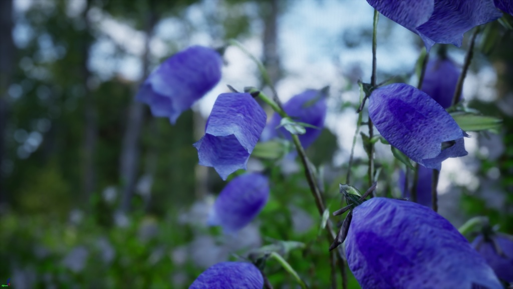 神秘の青紫の鐘、金剛チョロンバナ