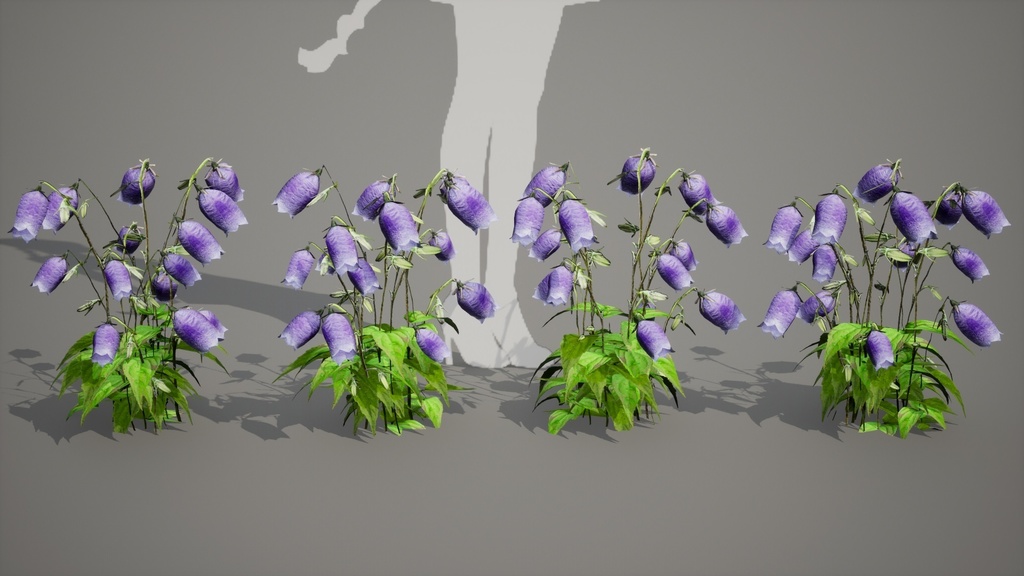 神秘の青紫の鐘、金剛チョロンバナ