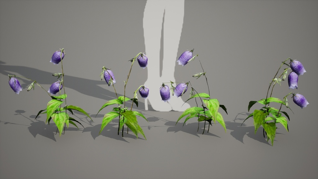 神秘の青紫の鐘、金剛チョロンバナ