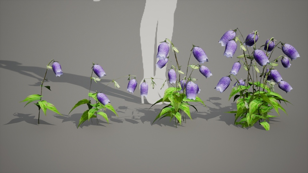 神秘の青紫の鐘、金剛チョロンバナ