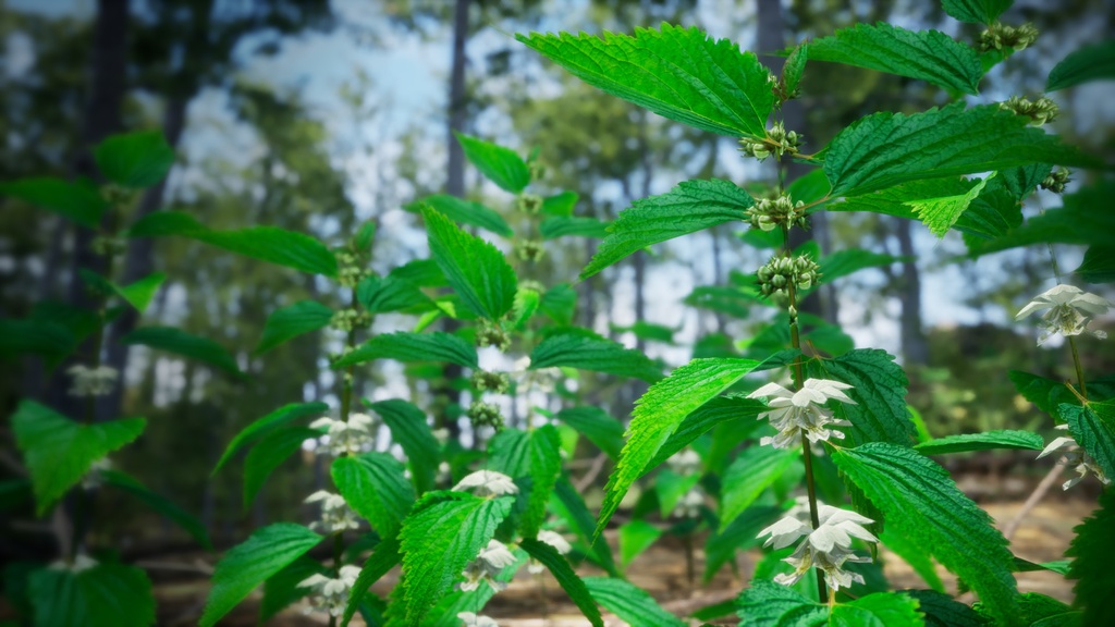 神秘の白花、ウルルン島の宝物 セムグァンデスヨム
