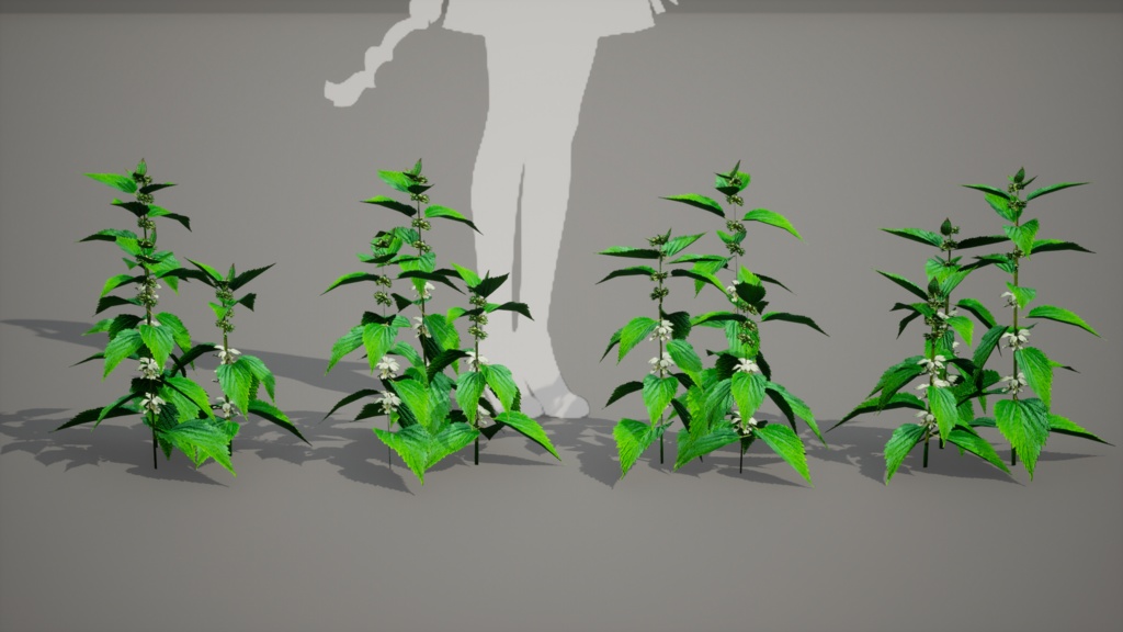 神秘の白花、ウルルン島の宝物 セムグァンデスヨム