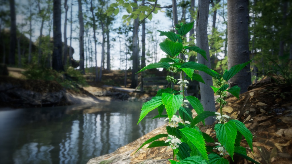 神秘の白花、ウルルン島の宝物 セムグァンデスヨム