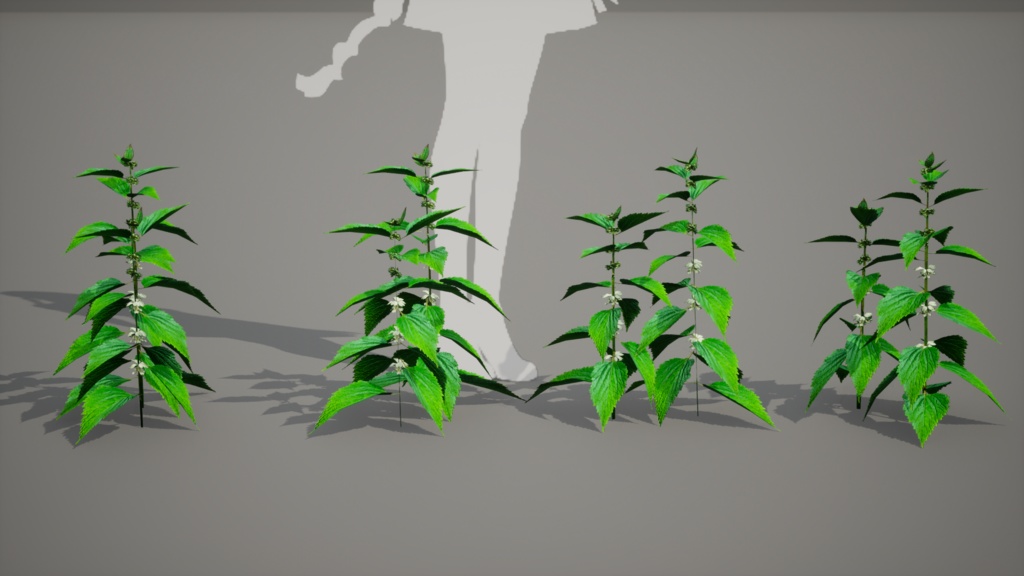 神秘の白花、ウルルン島の宝物 セムグァンデスヨム