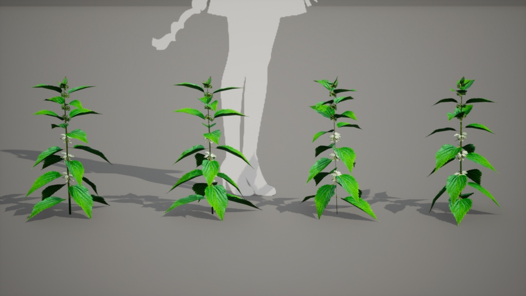 神秘の白花、ウルルン島の宝物 セムグァンデスヨム